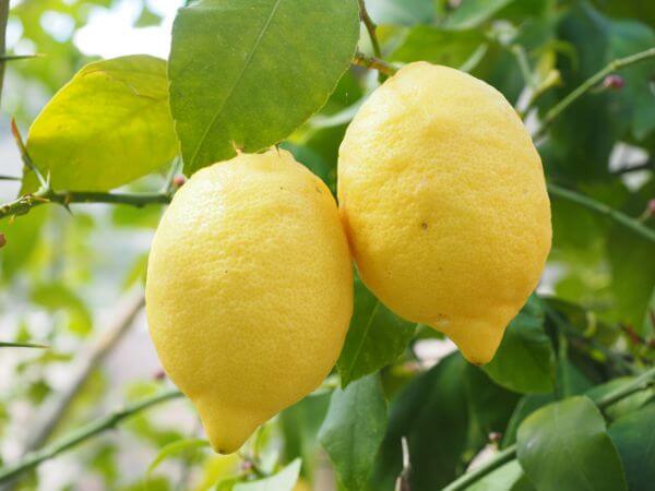 Lemons 600