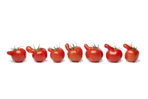 tomatoes in a row