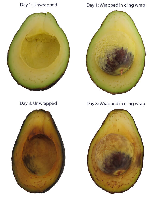 Avocado comparison