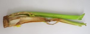 Celery in water