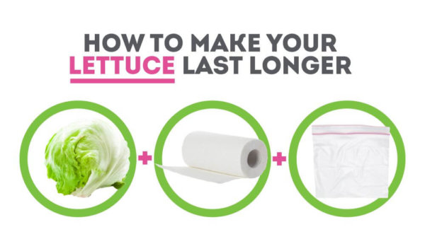 Lettuce storage guide