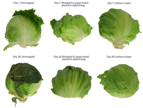 Ice berg lettuce comparison