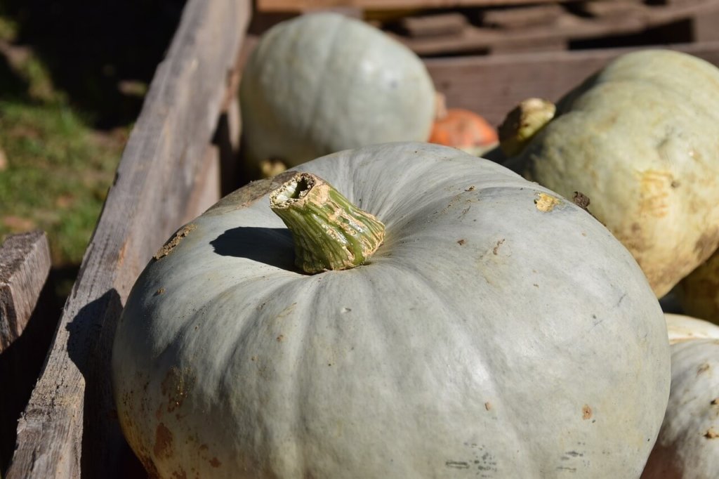 A step-by-step guide to making the most of a whole pumpkin