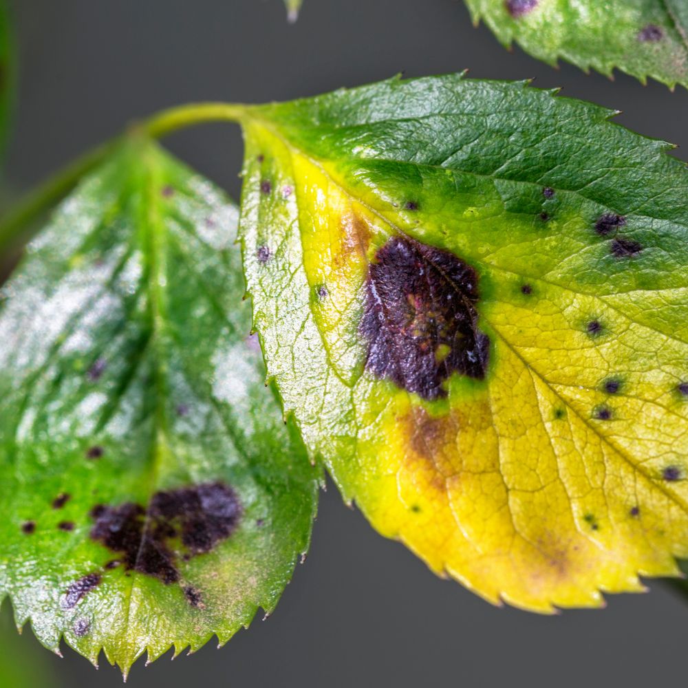 Diseased or pest-infected plant material