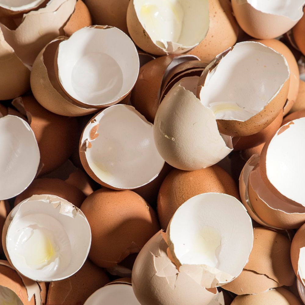 Eggshells
