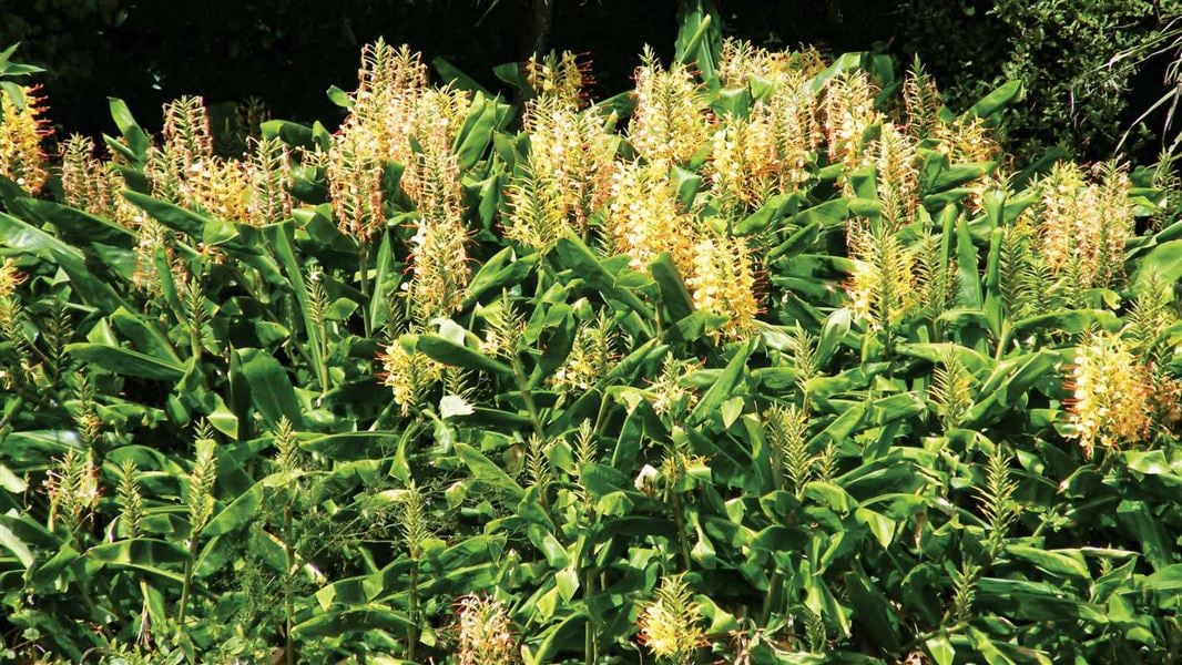 Weeds with seeds or invasive plants