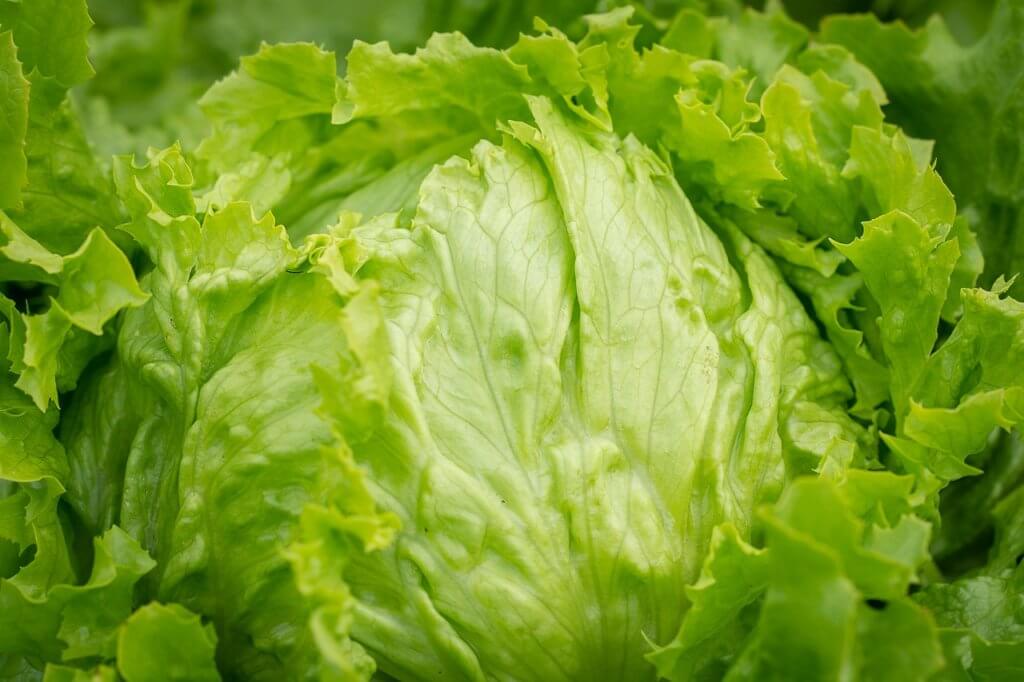 8 ways with lettuce