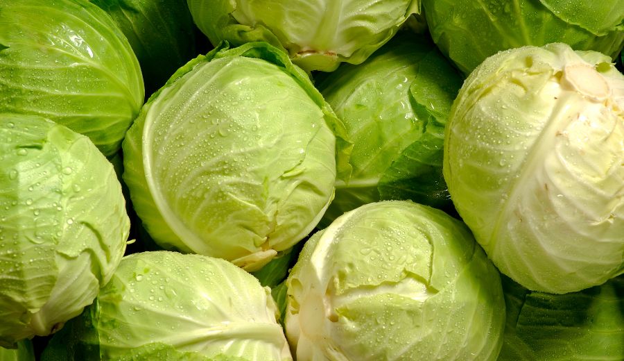 Cabbage