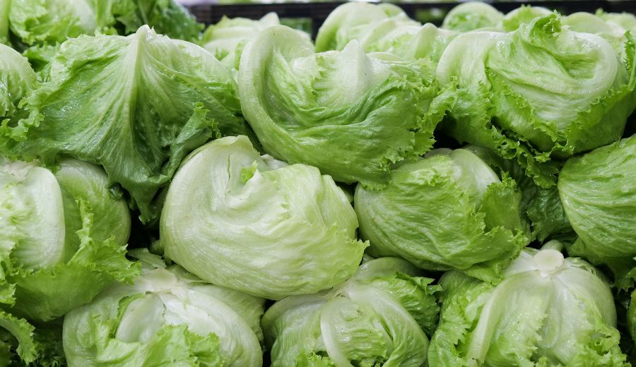 Lettuce