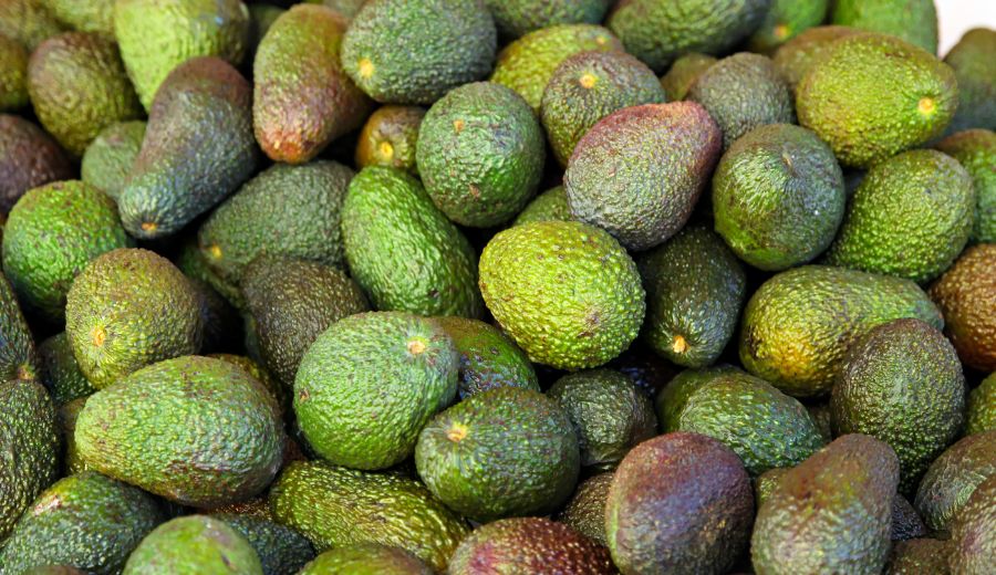 Avocadoes