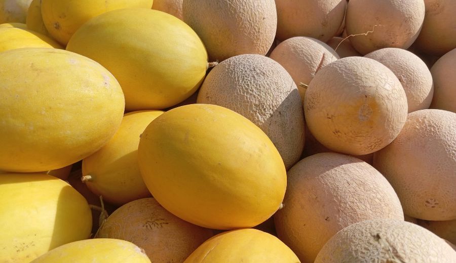 Melons
