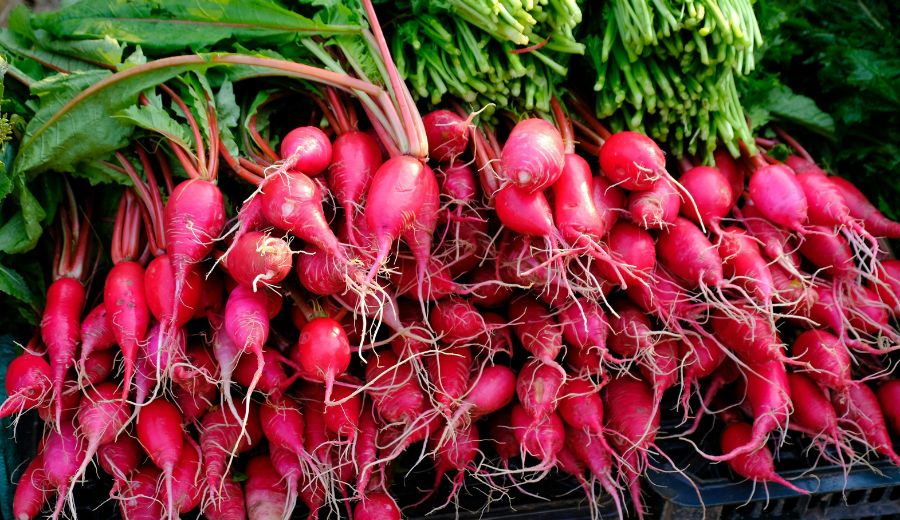 Radishes
