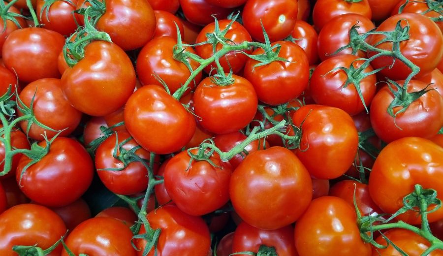 Tomatoes