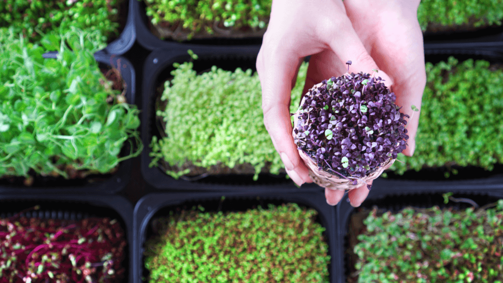 Growing your own Microgreens Workshop | FREE