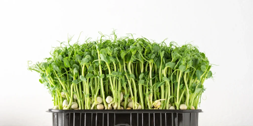 Grow Your Own Microgreens Workshop | FREE