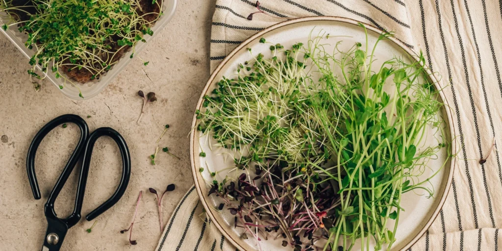 Sow, Grow, and Eat: Mastering Salad Greens | FREE
