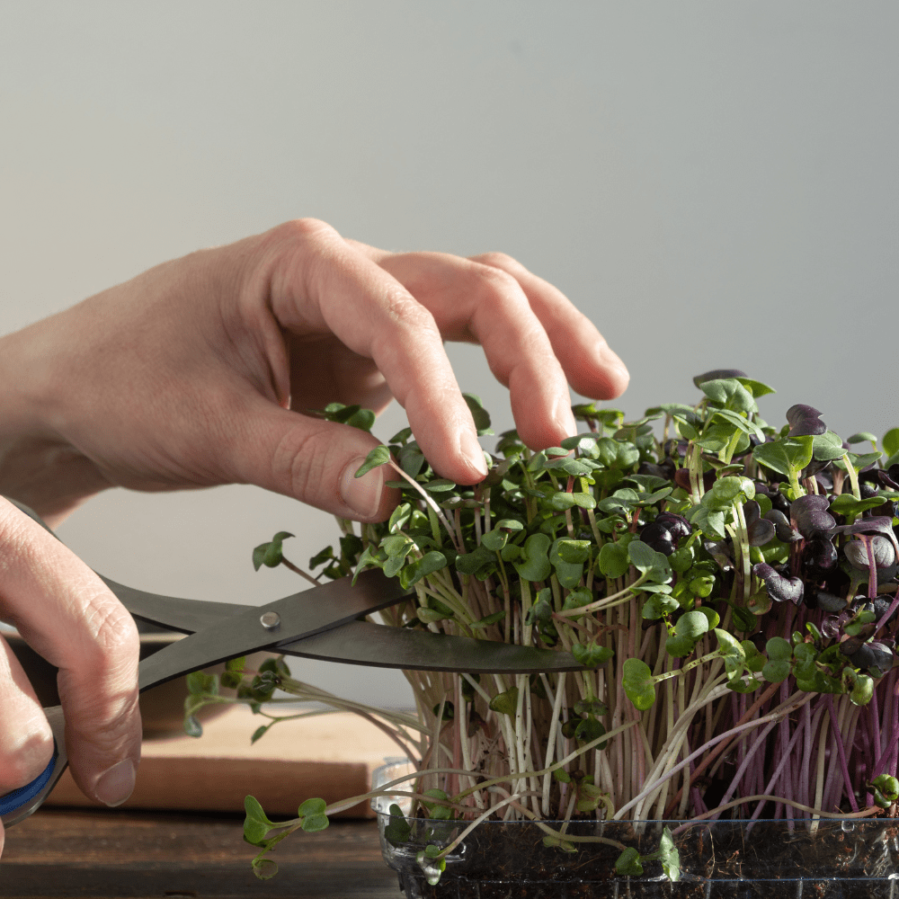 Free Grow Your Own Microgreens Workshop