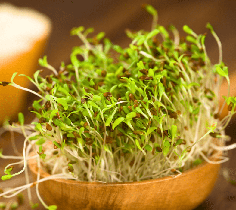 Microgreens & Sprouts Workshop – Wairau Valley