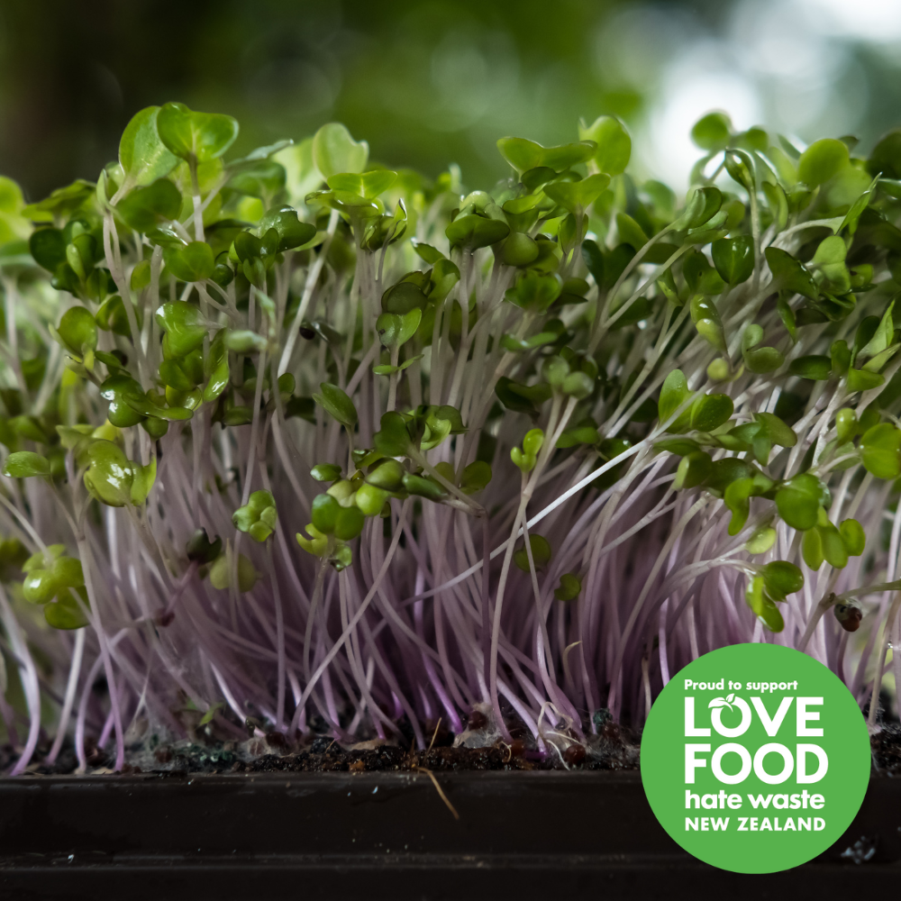 Free Microgreens & Sprouts Workshop – Albany
