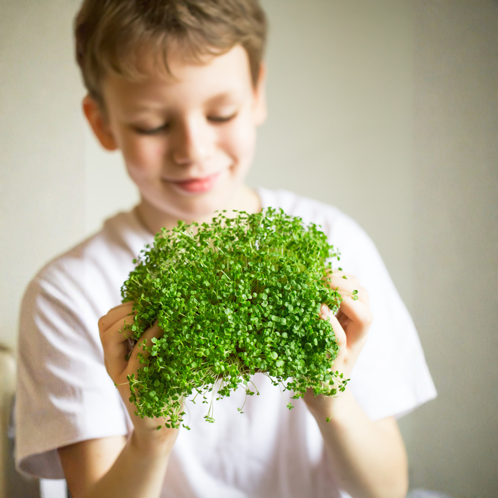 Free Microgreens Workshop for Kids – Warkworth