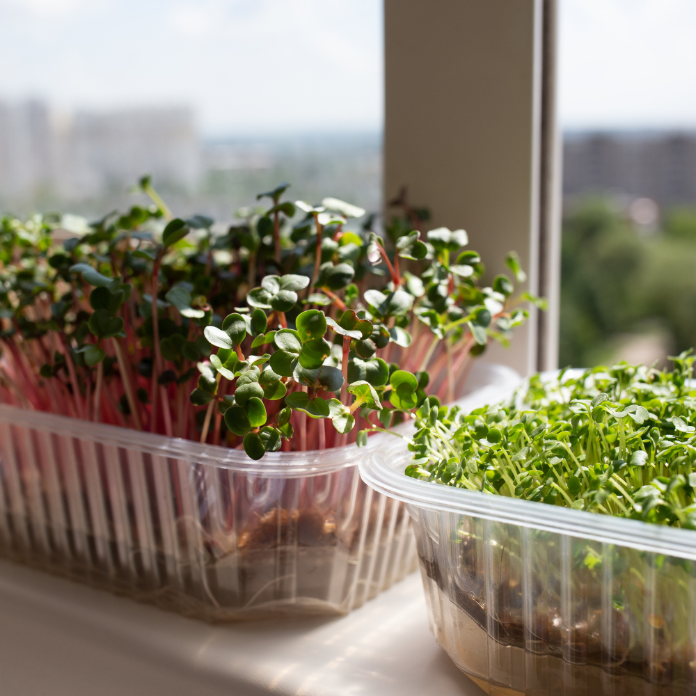 Free Microgreens and Sprouts Workshop – Browns Bay